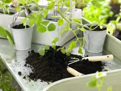 El Sustrato Ideal para un Huerto Casero Exitoso