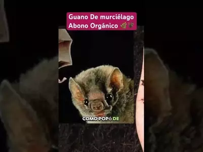 El Guano de Murciélago: Un Tesoro Orgánico para la Agricultura Sostenible