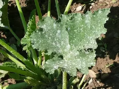 El Oídio: Identificación, Prevención y Combate de Este Hongo Común en Plantas