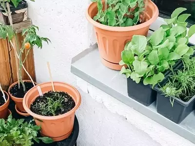 Guía Completa para Cultivar Hortalizas Exitosamente en Macetas