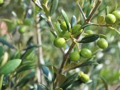 Gestión Integral de Enfermedades y Plagas del Olivo