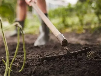 Secretos para un Jardín Pequeño Exuberante: Elegir y Mejorar el Suelo Ideal