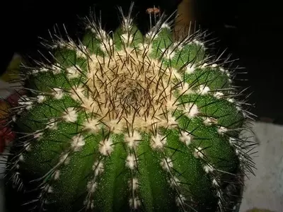Guía Completa para la Prevención de Enfermedades en Cactus