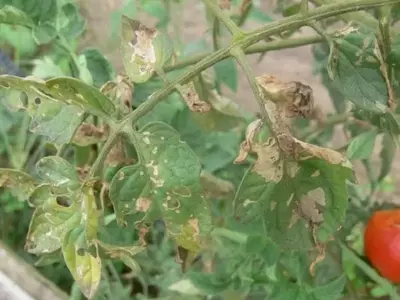 Manejo de Afecciones en Cultivos de Tomate: Hongos y Virus