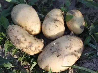 Gestión Integral de Patatas: Prevención y Control de Enfermedades Comunes