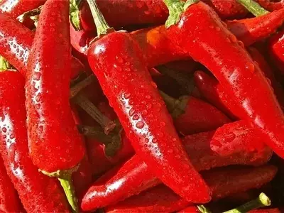 Cuidado del Pimiento: Prevención y Tratamiento de Enfermedades Comunes