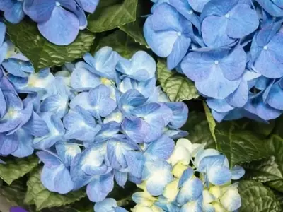 Cuidado Esencial del Jardín en Primavera: Guía para un Florecimiento Radiante