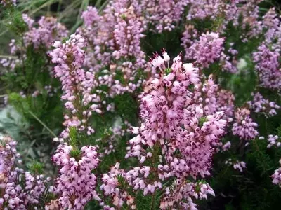 Descubriendo la Erica Multiflora: Belleza y Cuidados Esenciales