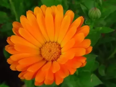 Embellezca su Jardín con Plantas Ideales para Suelos Arcillosos