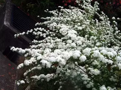 La Spiraea Cantoniensis: Un Espectáculo Floral para Embellecer su Jardín