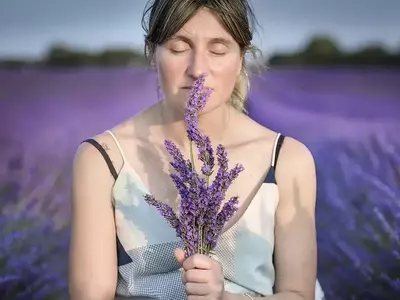 La Transformación Violeta: El Impacto de la Lavanda en España