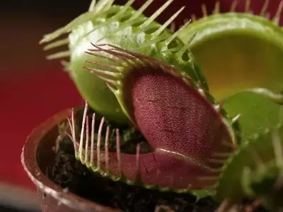 Secretos para el Cultivo Exitoso de Plantas Carnívoras