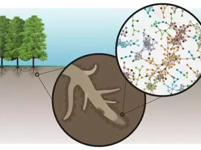 Avances Pioneros en el Mapeo de Moléculas Radiculares para Cultivos Bioenergéticos Mejorados