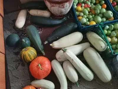 Guía Definitiva para Cosechar y Conservar Calabacines y Calabazas