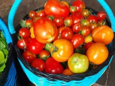 Estrategias Eficaces para Acelerar la Maduración del Tomate y Obtener Cosechas Abundantes