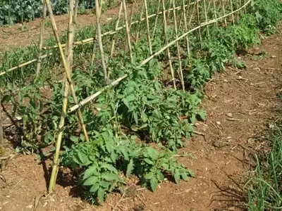 Cultivo Exitoso: Evitando Errores Comunes en el Huerto