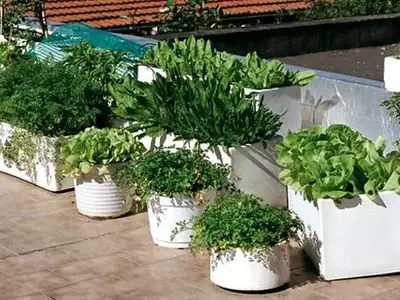 Evitando Errores Comunes en tu Huerto Urbano