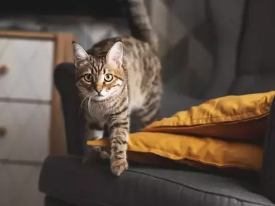 Understanding and Managing Feline Nighttime Antics