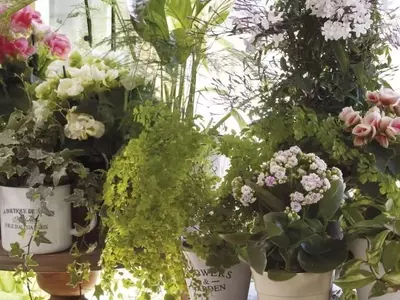 Flores aptas para alérgicos: Disfruta la naturaleza sin preocupaciones