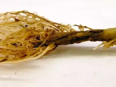 Control y prevención de Phytophthora: Un desafío en la agricultura moderna