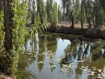 México Enfrenta el Lirio Acuático: Estrategias Innovadoras para su Control y Aprovechamiento