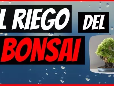 El Arte del Riego en Bonsáis: Claves para la Supervivencia y Vitalidad