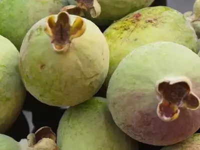 Feijoa: El Secreto del Jardín con Sabor a Paraíso