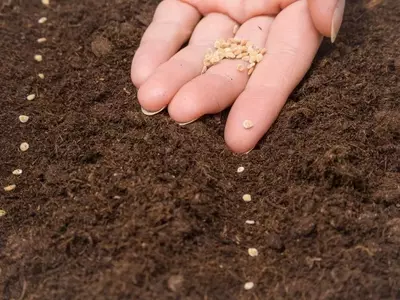 Cultivo de Pimientos Morrón en Macetas: Una Guía Completa para Jardineros Urbanos
