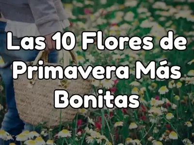 El Esplendor Cromático de la Primavera: Guía Definitiva de Flores y Cuidados