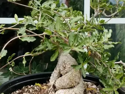 Guía Completa para el Cultivo de la Fascinante Fockea edulis en Maceta