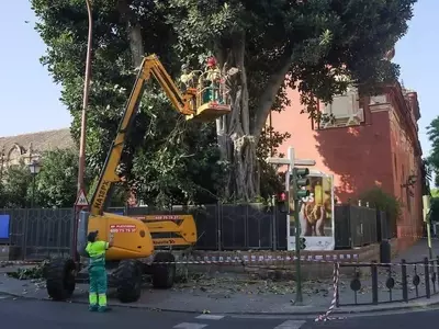 El adiós definitivo al Ficus de San Jacinto: Crónica de una despedida controvertida en Triana