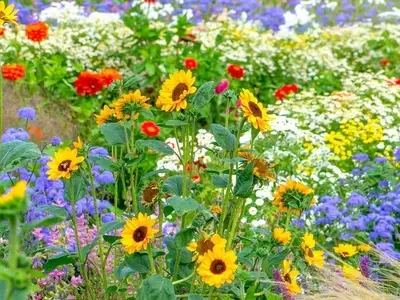 Transforma tu Jardín con la Belleza Salvaje: Guía Completa de Flores Silvestres