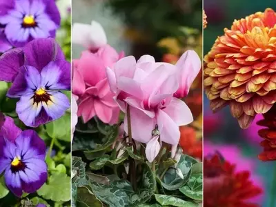 Transforma Tu Jardín Invernal: Guía Completa de Flores y Plantas Resistentes al Frío