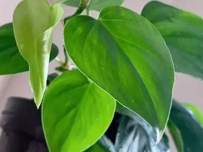 Descubriendo el Filodendro: La Belleza Tropical en tu Hogar