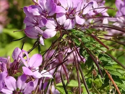 Cleome: Una guía esencial para el cultivo y cuidado de la flor araña