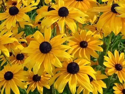 Guía Completa para el Cultivo y Cuidado de la Echinacea Purpurea