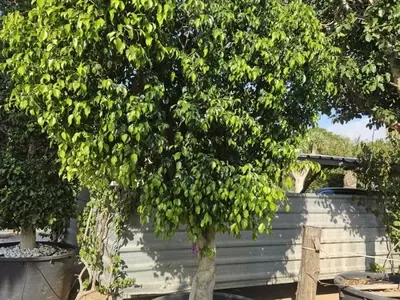 Guía Completa para el Cultivo y Cuidado del Ficus Australis