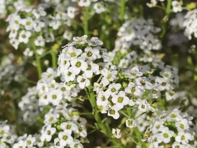 Descubriendo la Lobularia Maritima: La Flor de Miel, Joya Aromática de tu Jardín