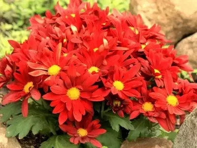 La Magia Escarlata: Guía Definitiva de Flores Rojas para Jardines Vibrantes