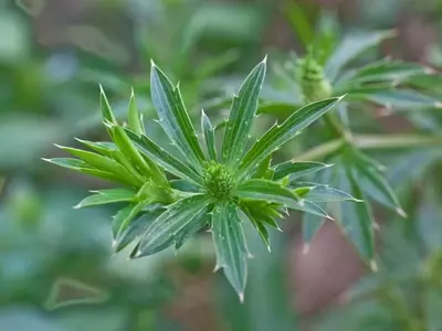 El Fascinante Mundo de las Flores y Plantas Verdes: Belleza, Simbolismo y Cuidado