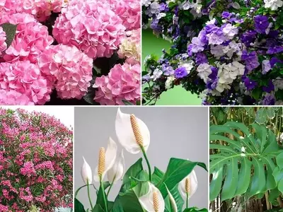 La Belleza Engañosa: Flores que Esconden Peligro Mortal