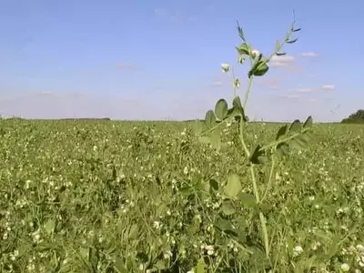 El Futuro Verde de la Agricultura: Leguminosas y Polinizadores