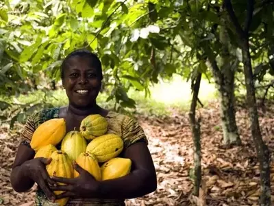 La Agroforestería: Solución Ecológica para una Producción de Chocolate más Sostenible