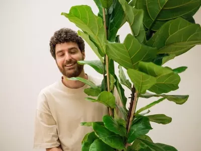 Guía Definitiva para el Cuidado del Ficus Lyrata: Claves para un Crecimiento Exuberante