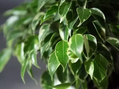 Guía Definitiva para el Cultivo Exitoso del Ficus Benjamina en Grandes Jardines