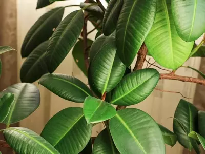 Guía Completa para el Cuidado del Ficus Elastica: Secretos para una Planta Vibrante