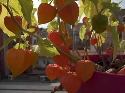 Descubriendo el Physalis alkekengi: Belleza Ornamental y Poder Nutricional