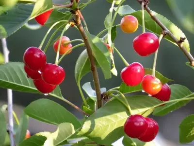 Variedades de Árboles Frutales Resistentes a Temperaturas Bajas
