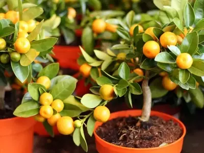 Cultivo y Cuidado de Frutales Enanos en Espacios Reducidos