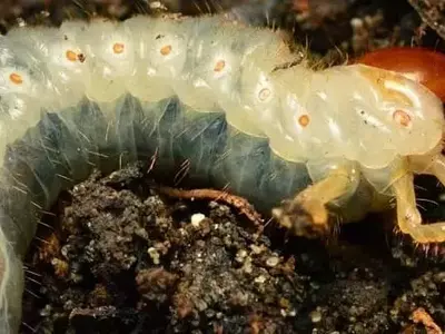 Control Integral de la Larva Gallina Ciega: Síntomas y Estrategias Efectivas